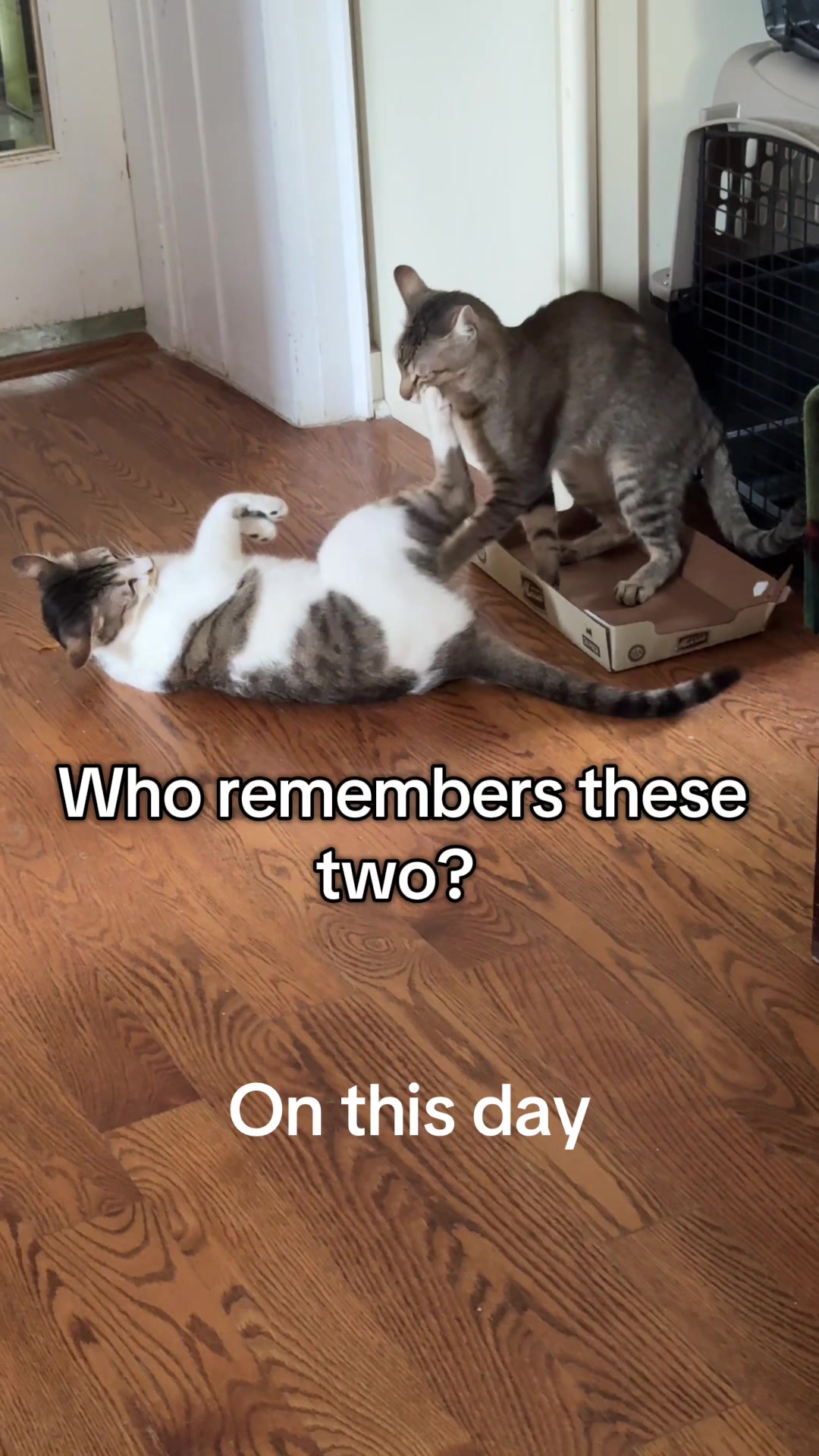 @North Toronto Cat Rescue