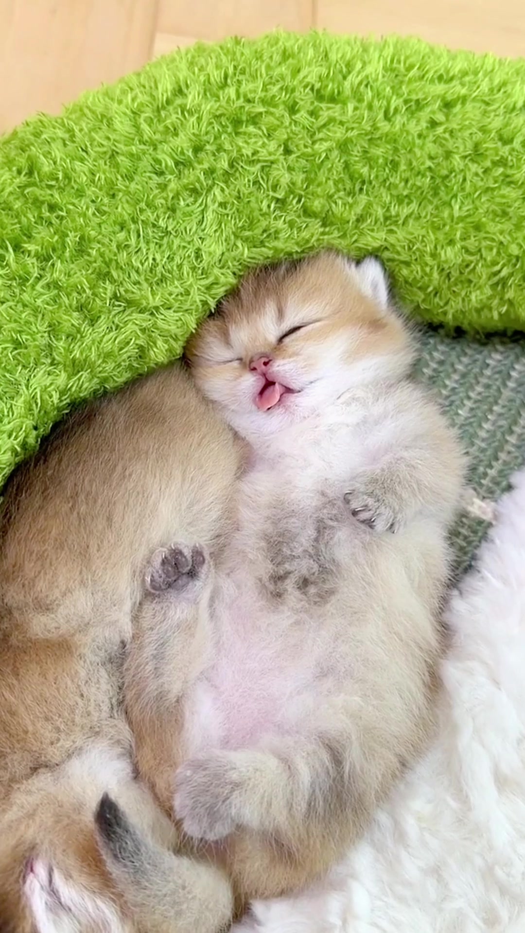 @catbosssss