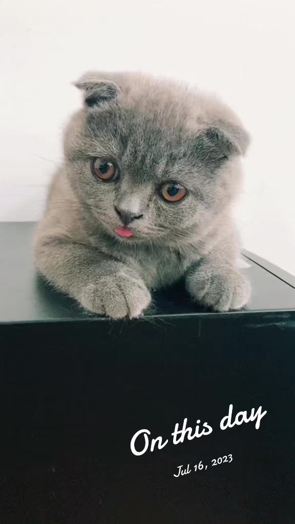 @br1481o