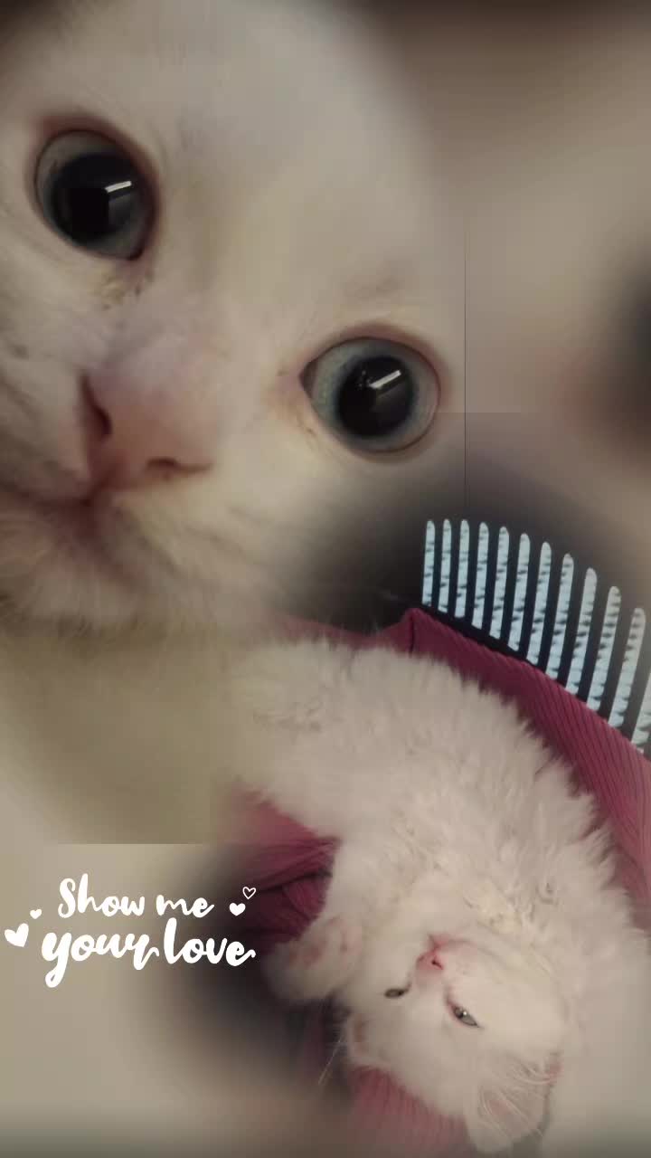 @😺Şila😻Şima😺