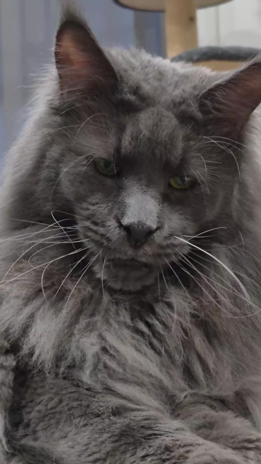 @Ragnar the Maine Coon 🐈
