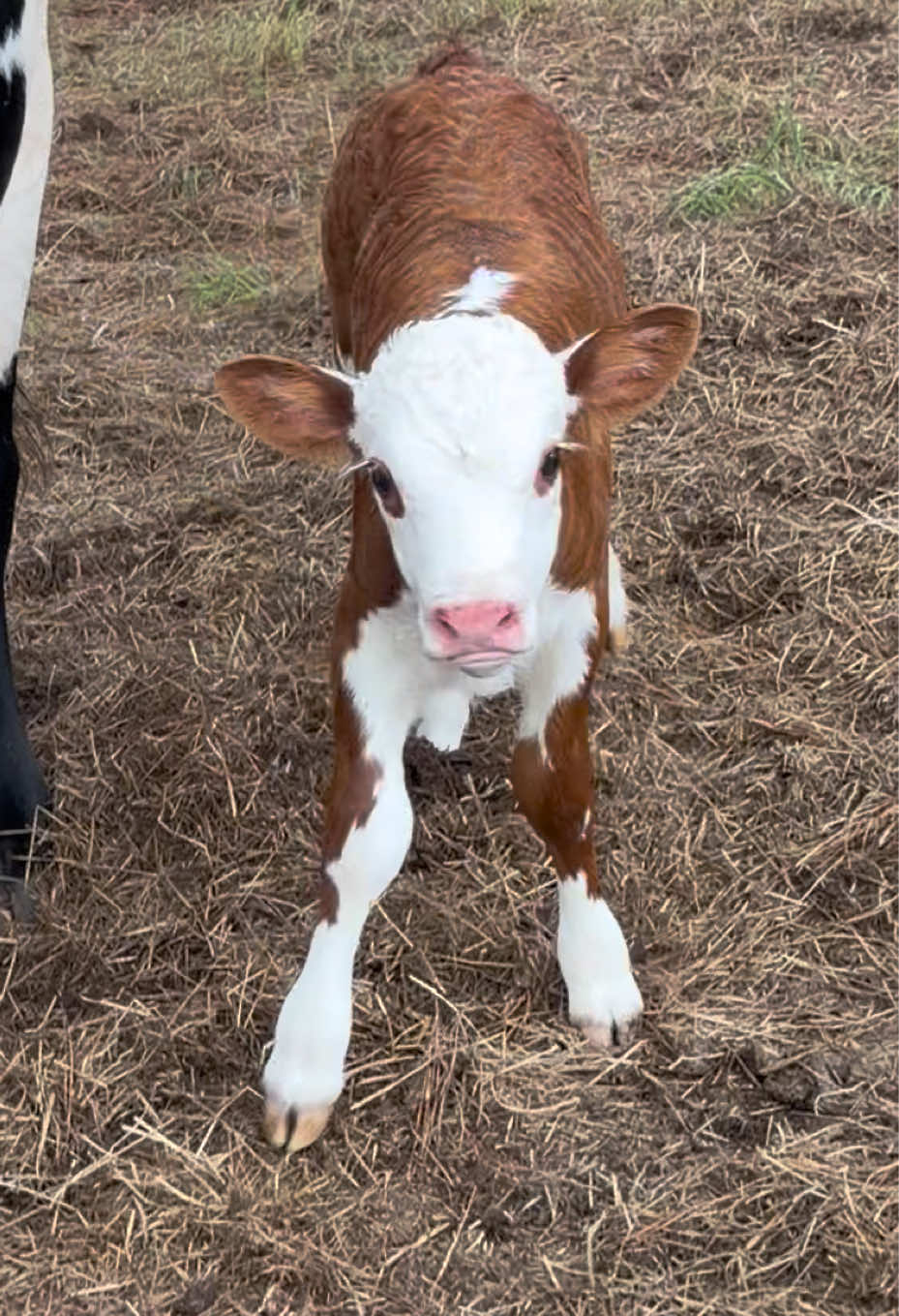 @Georgia Farm Girl