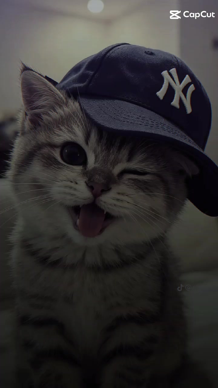 @cat _lover's