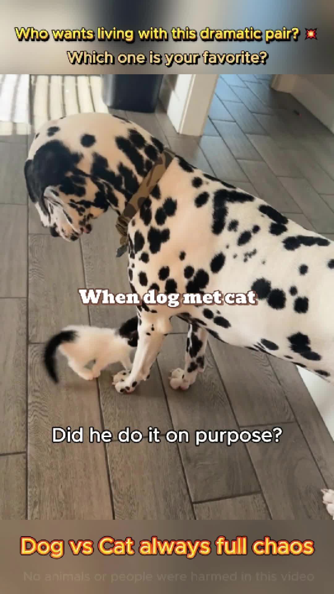 @pet.funny799
