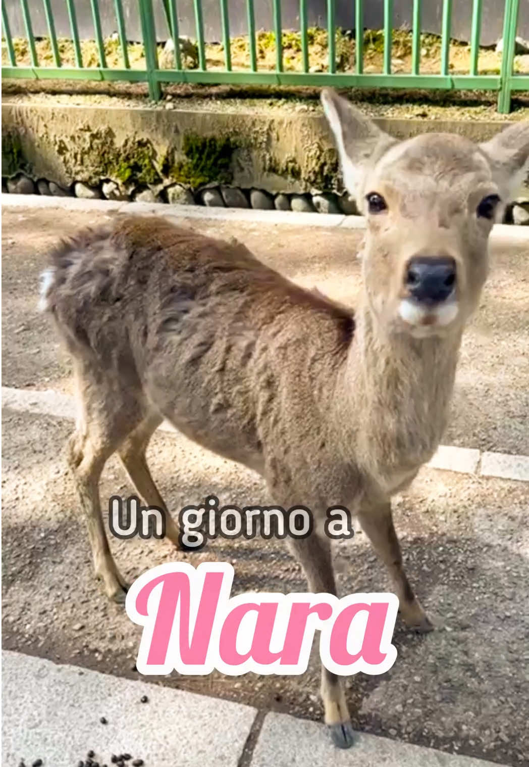 @liberissima