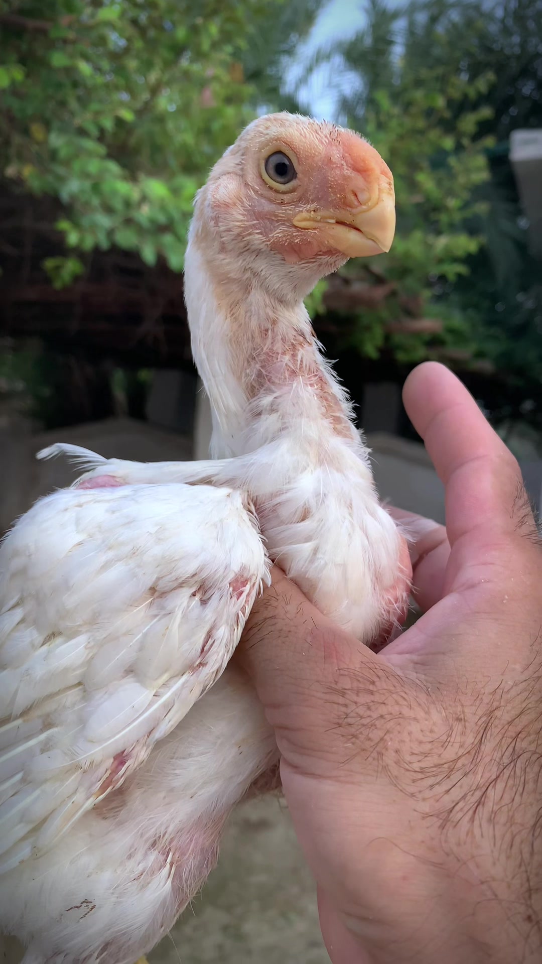 @Birds_Goat