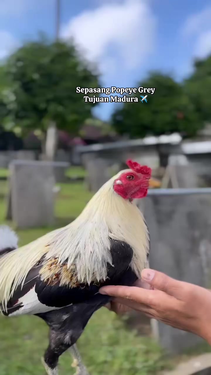 @NICK GAMEFARM