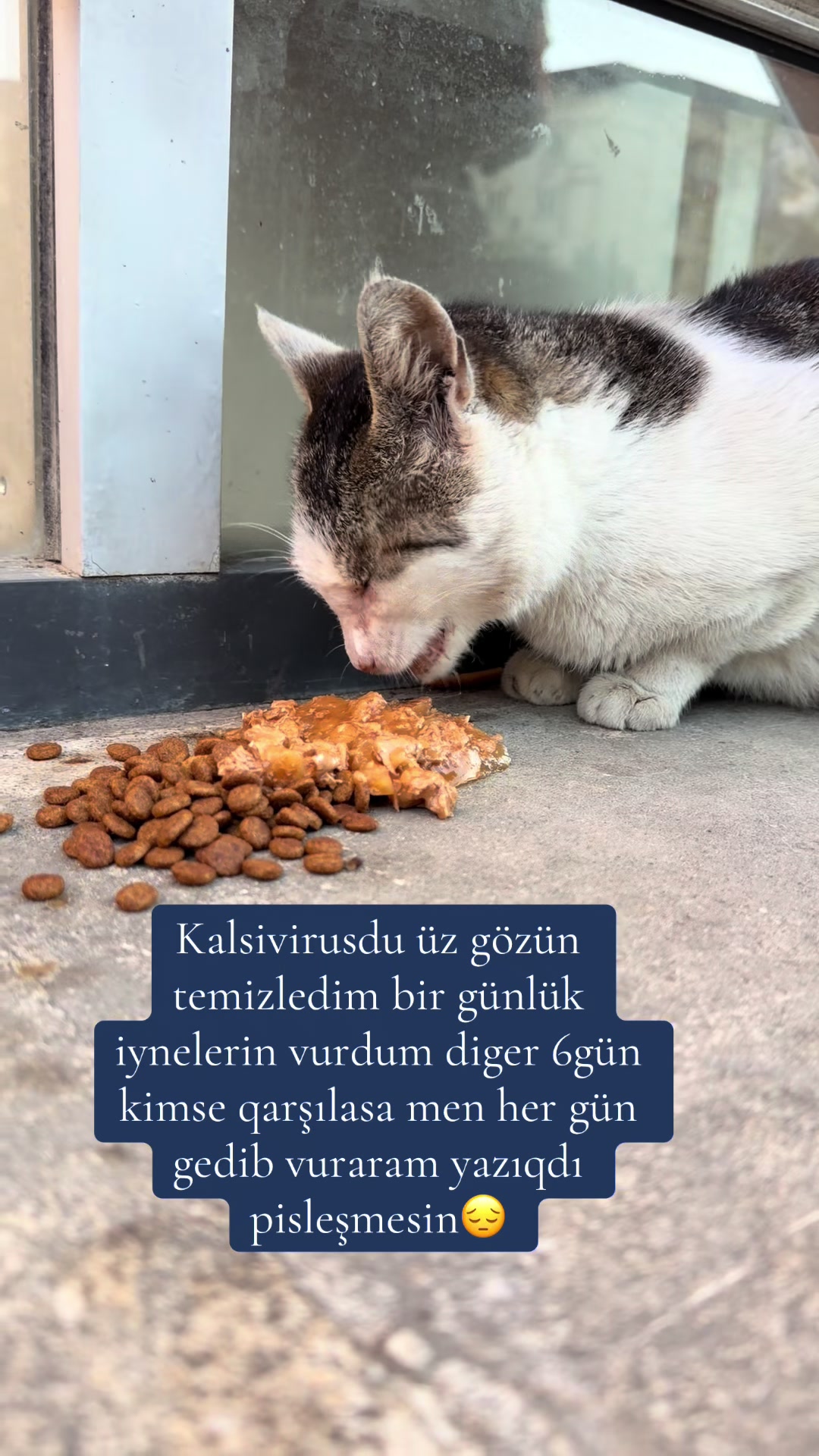 @SAHİBSİZ-HEYVANLARA-DESTEK