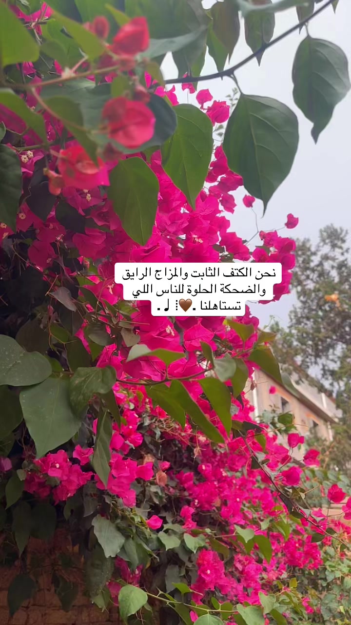 @Om hisham