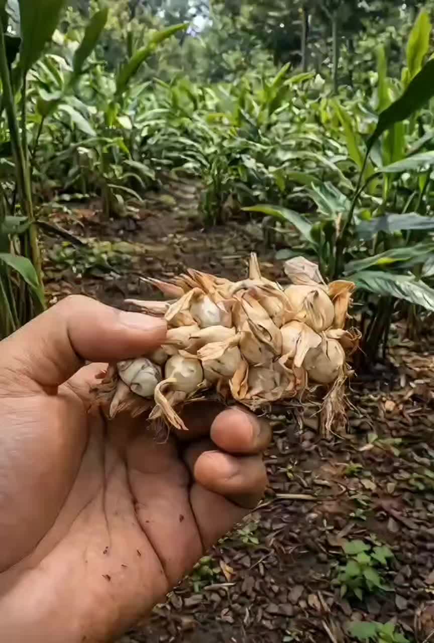 @konga1i