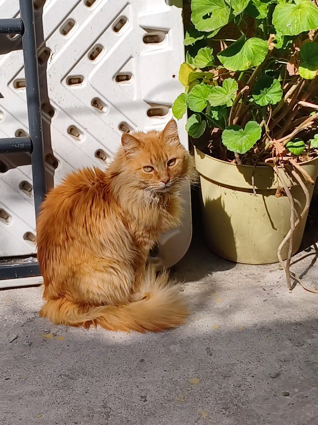 @CutiesCat House