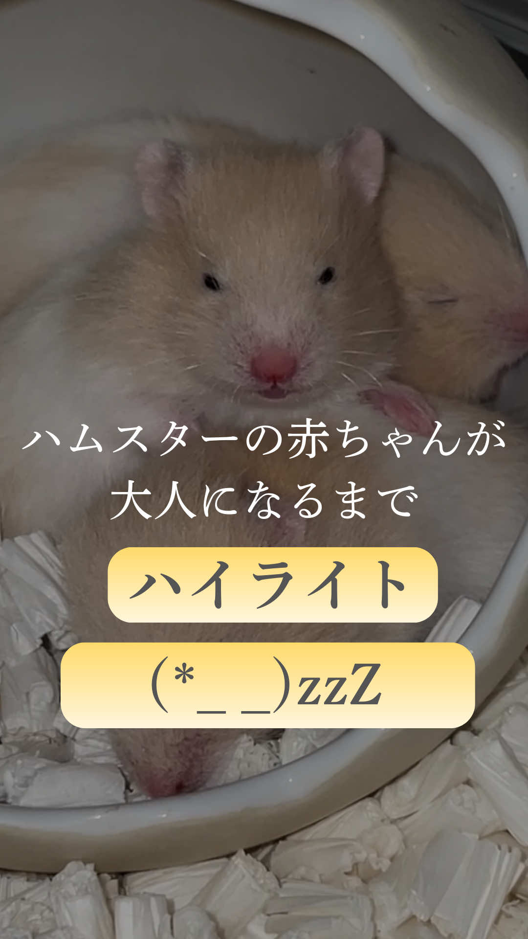 @はむはむパーク
