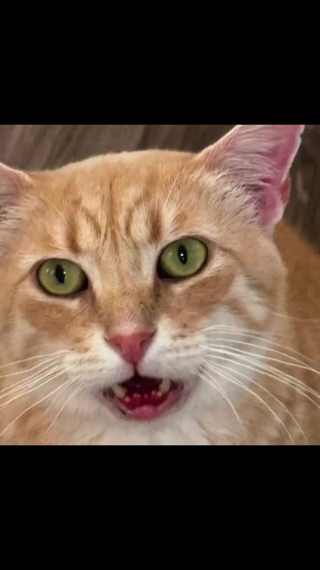 @North Toronto Cat Rescue