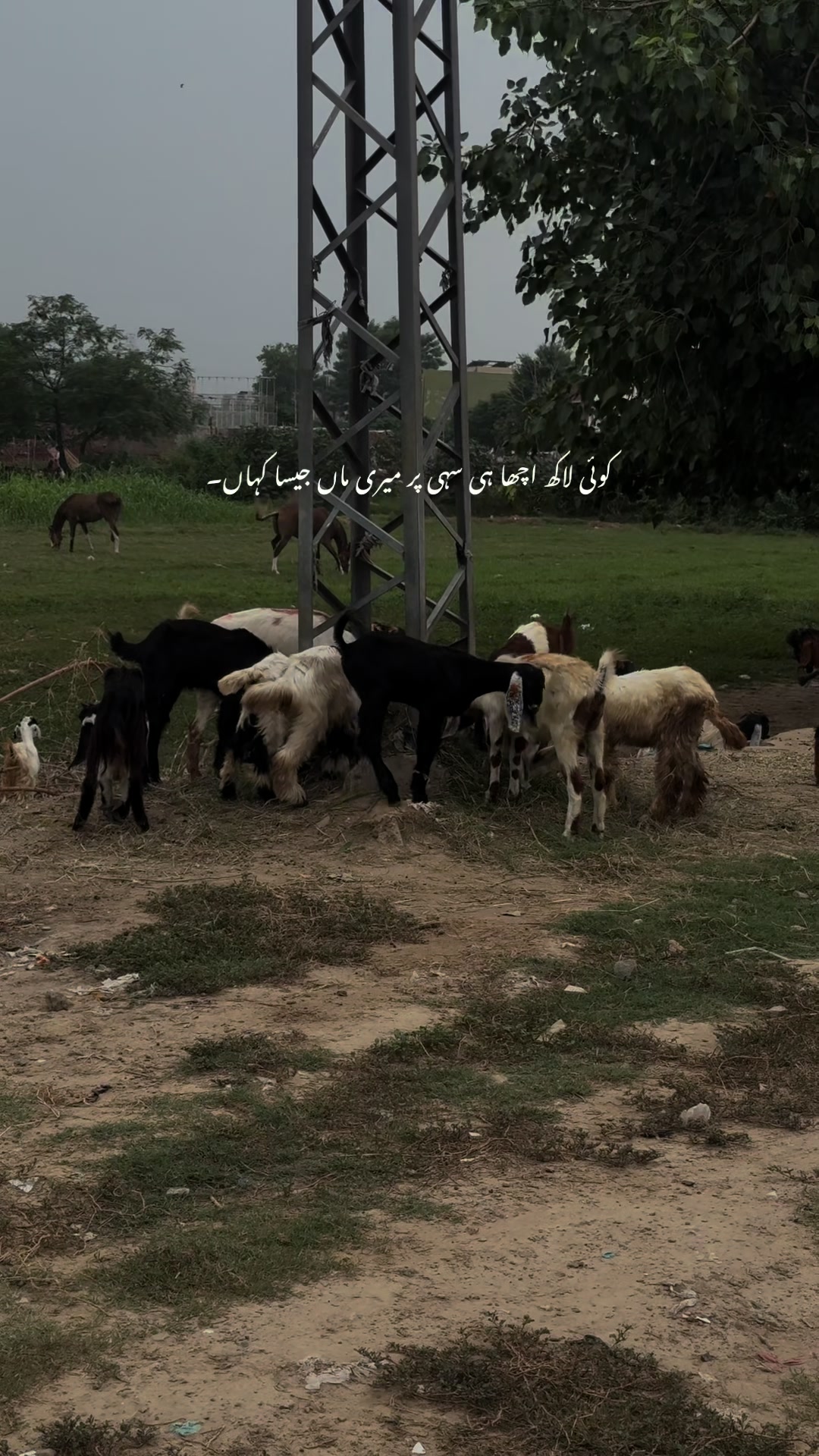 @کمیل🚩