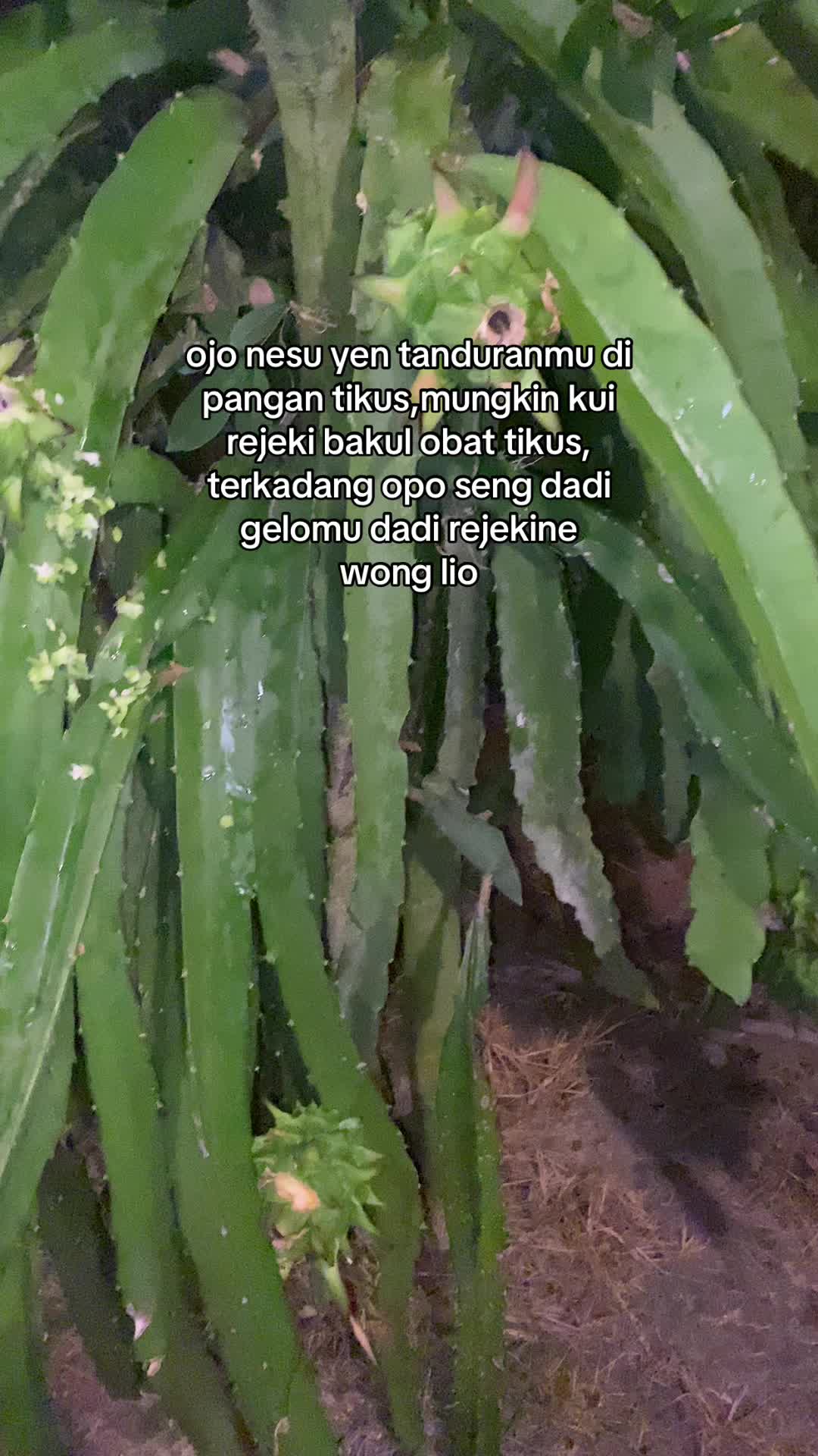 @erfn