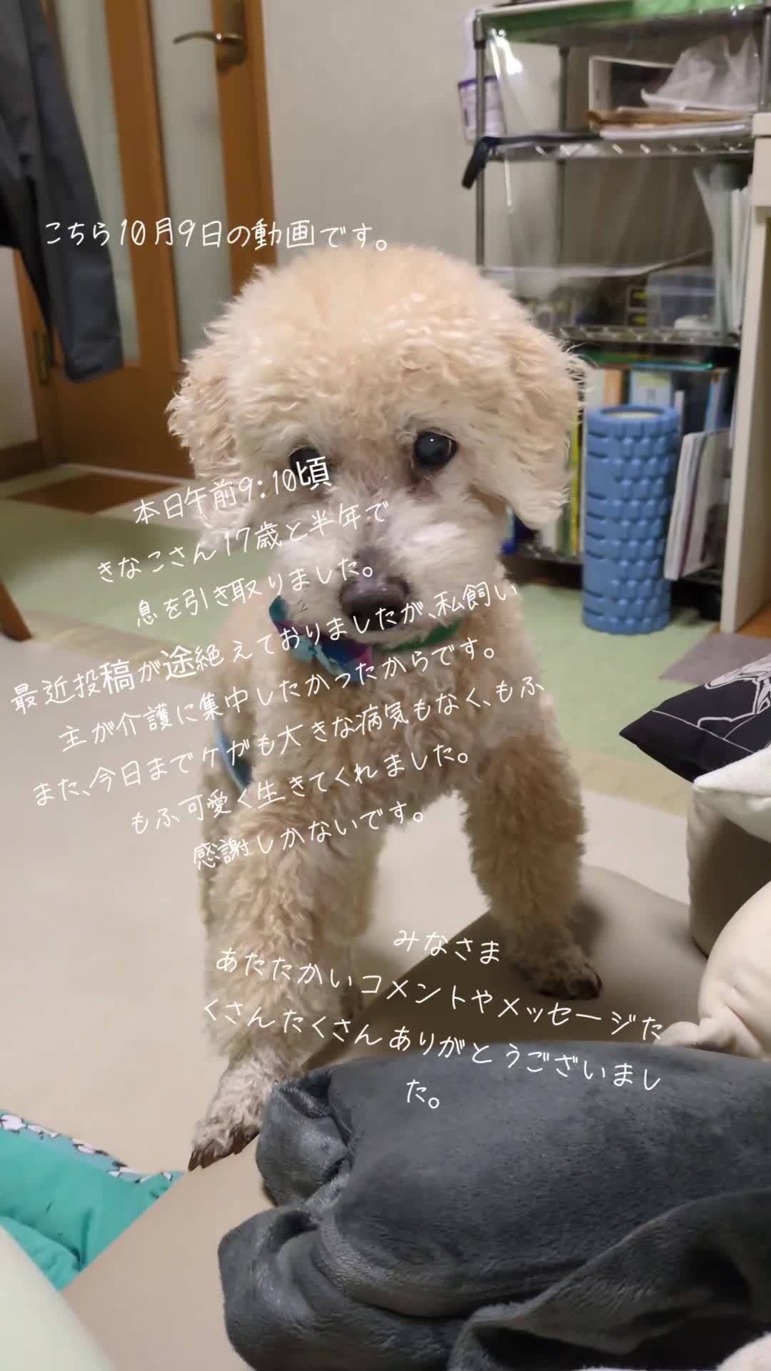 @きなこ