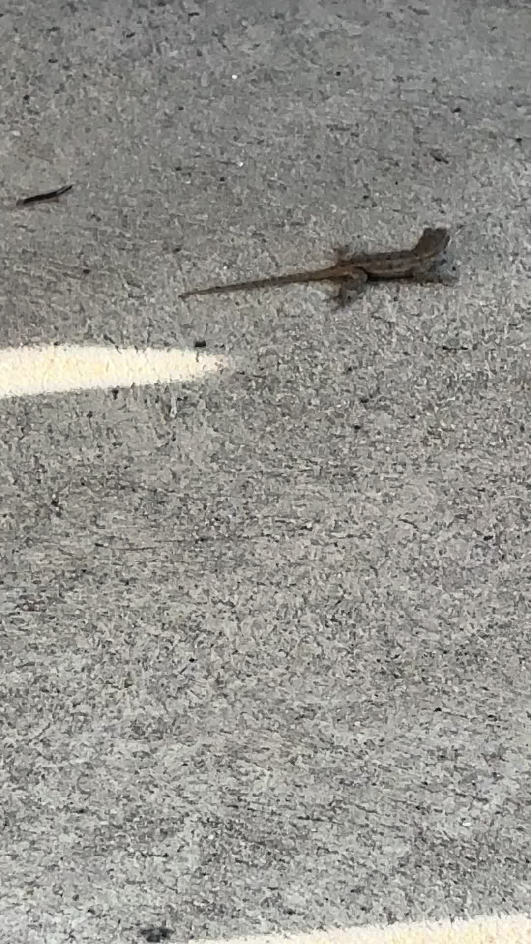 @reptileguyat