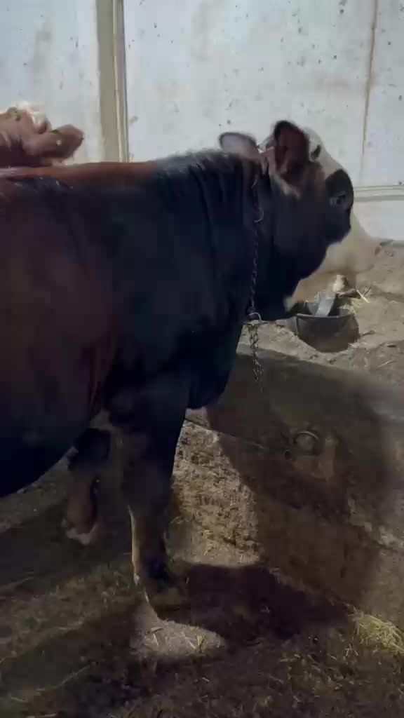 @Ahmet Çetin