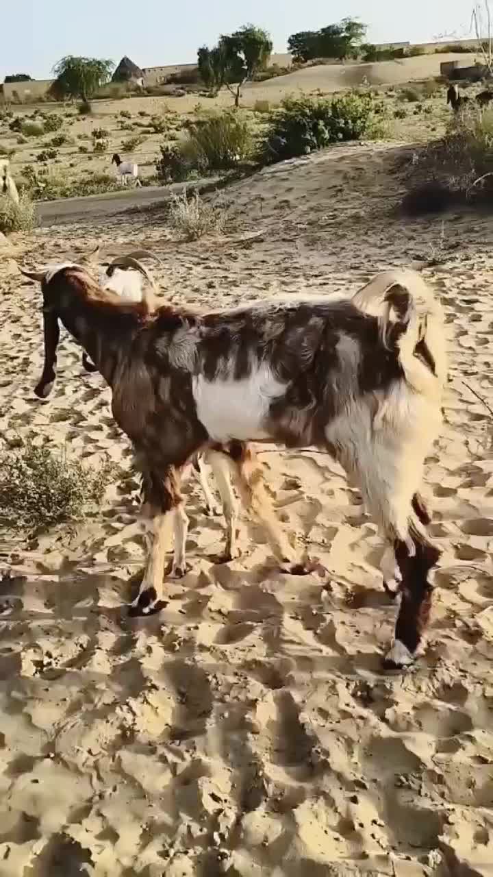 @Animal power