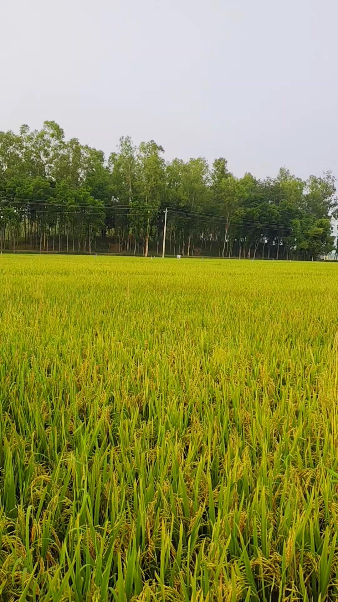@Arun Chandra Ray | Nature Vibe