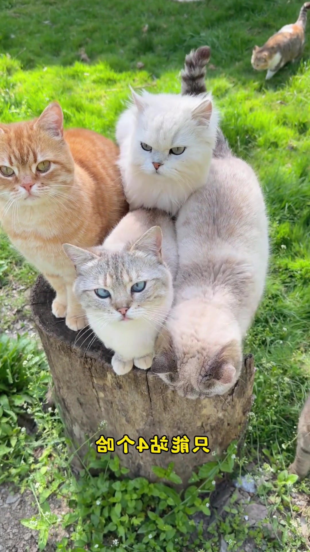 @Cute_kitten