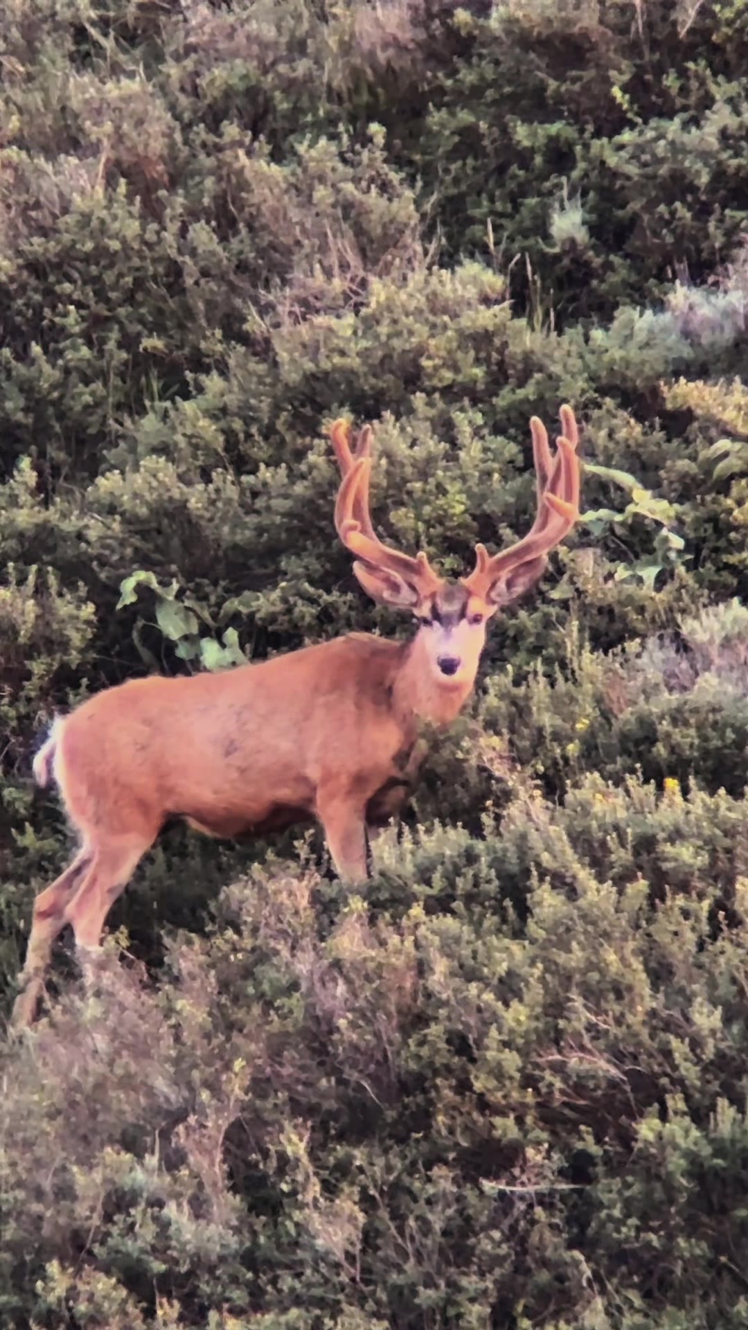 @Wild Born Outdoors - Saxton