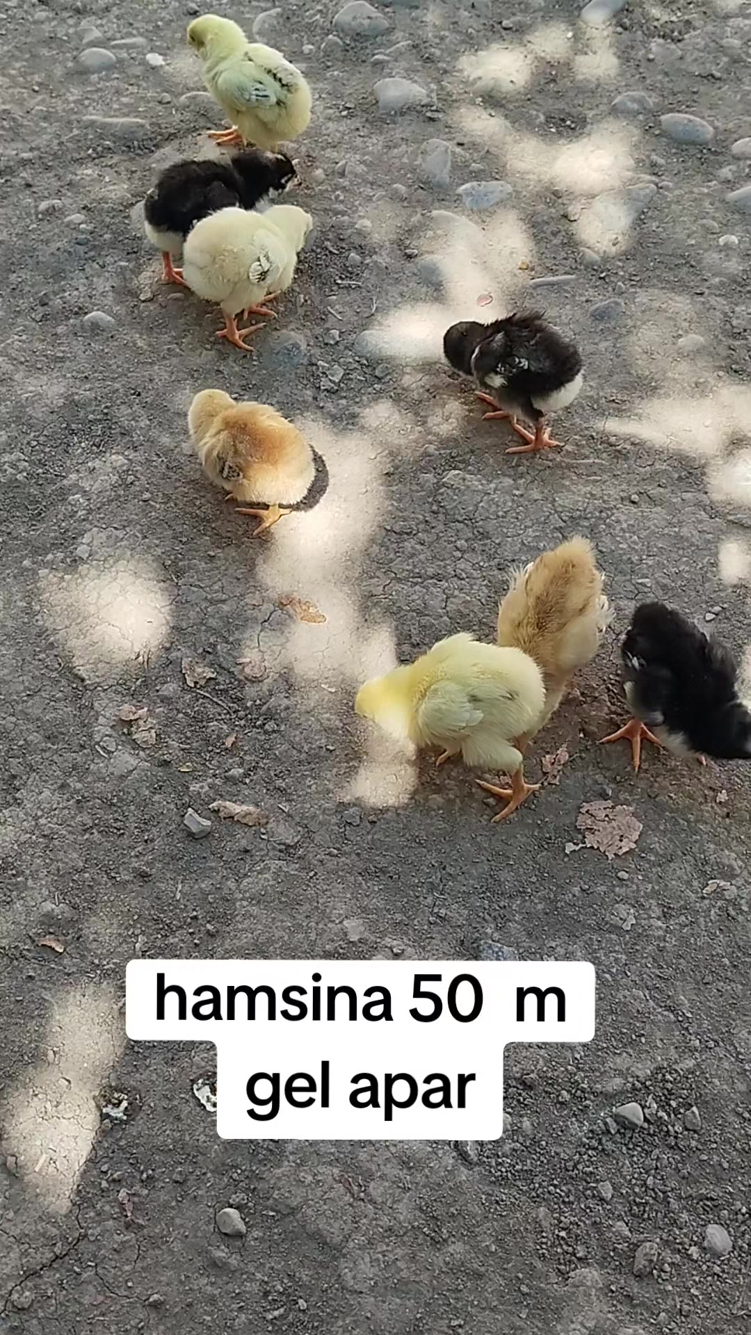 @kurdemir heyrati satisi