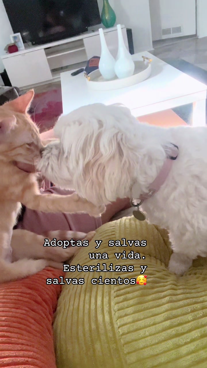 @AZUL🐶🥰
