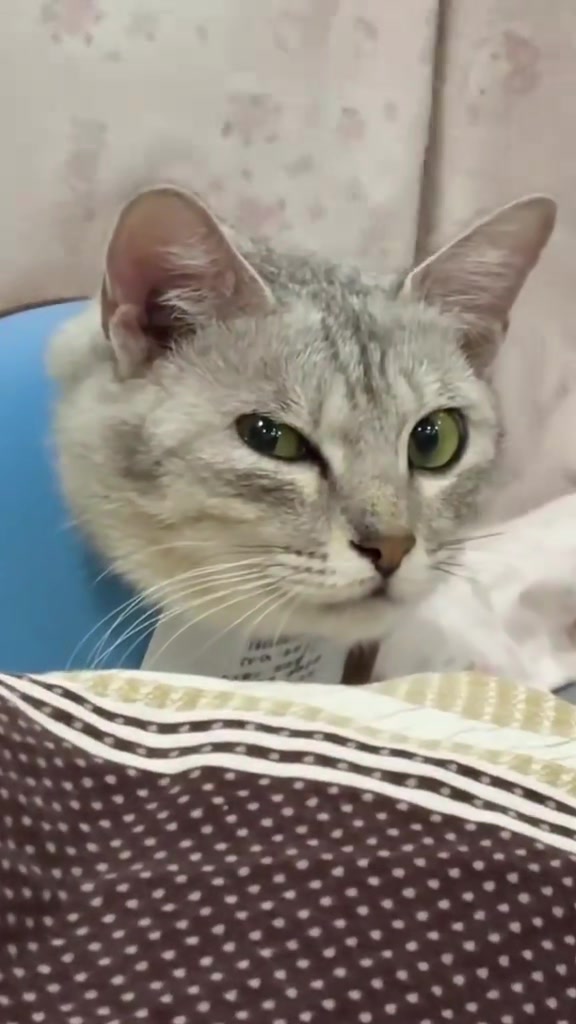 @Random Cat Stuff