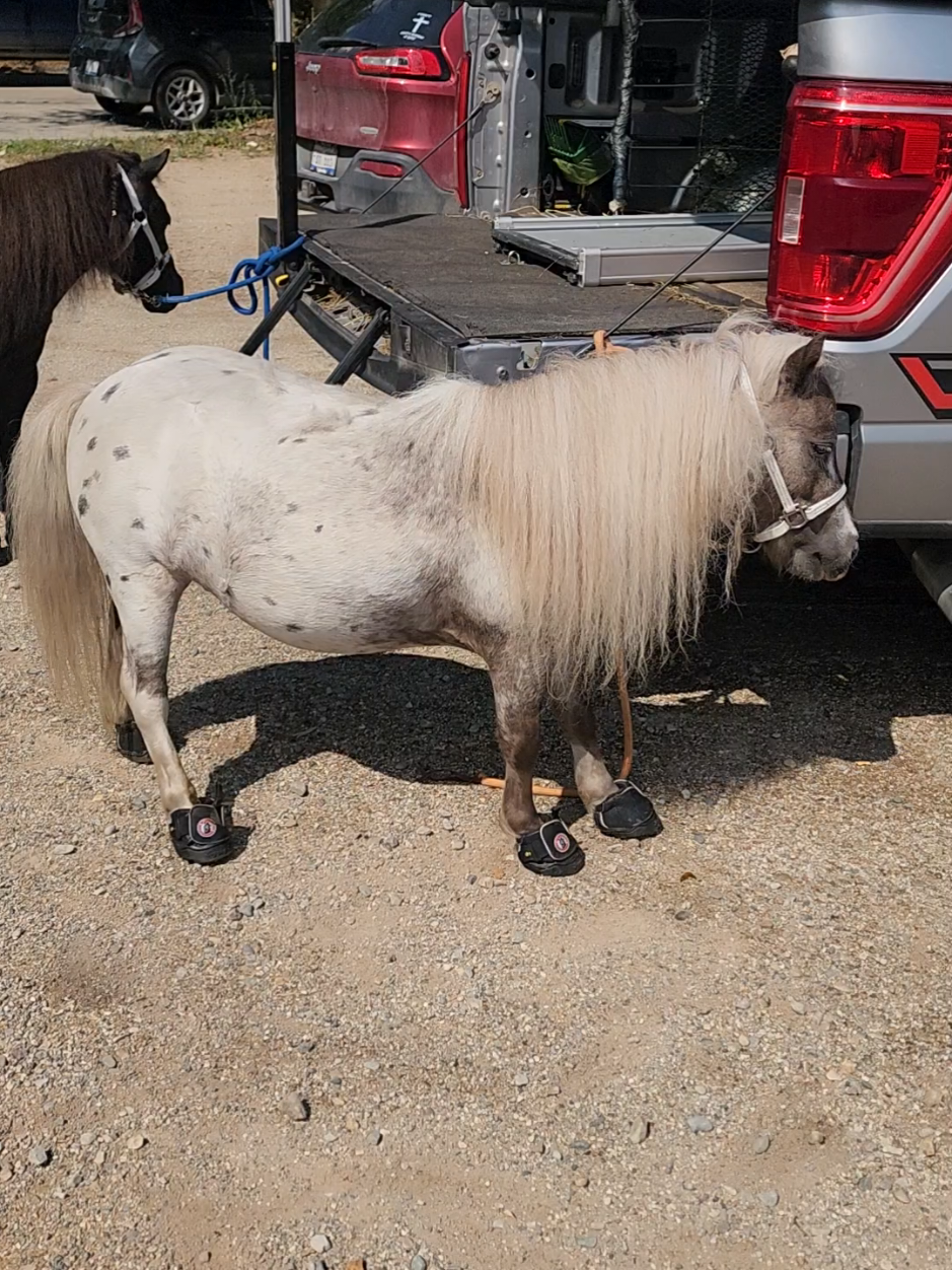 @minihorsemomandtrainer🐴🐴🐴🐴