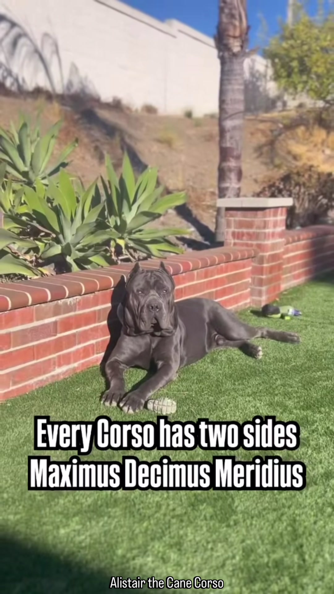 @Alistair the Cane Corso