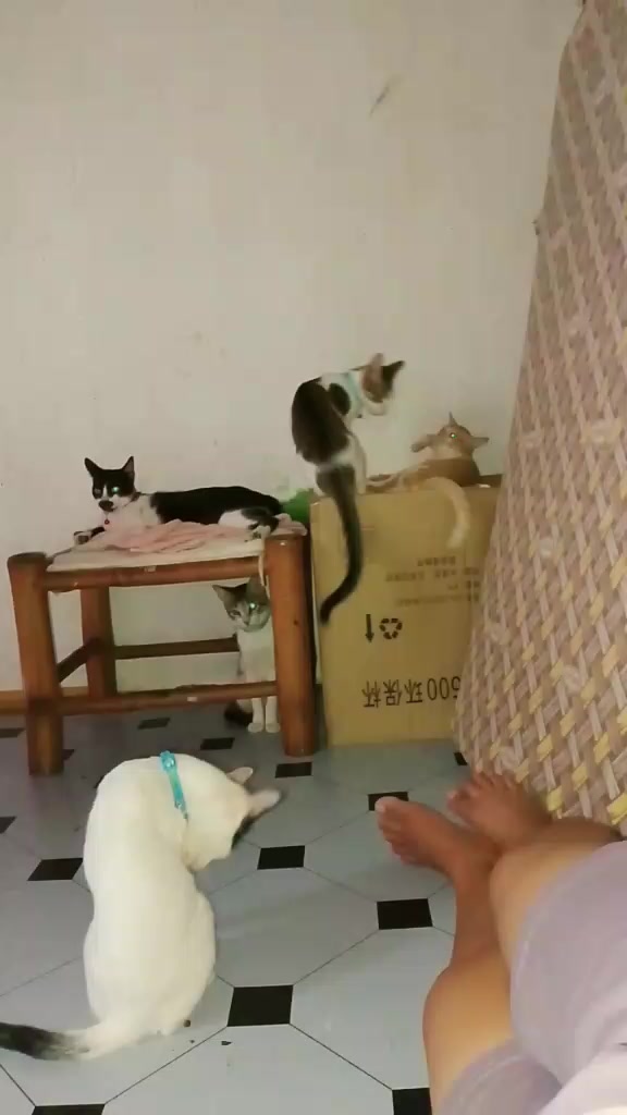 @sny meow🐈