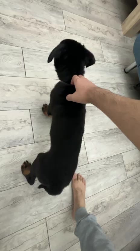 @RottweilerBaku