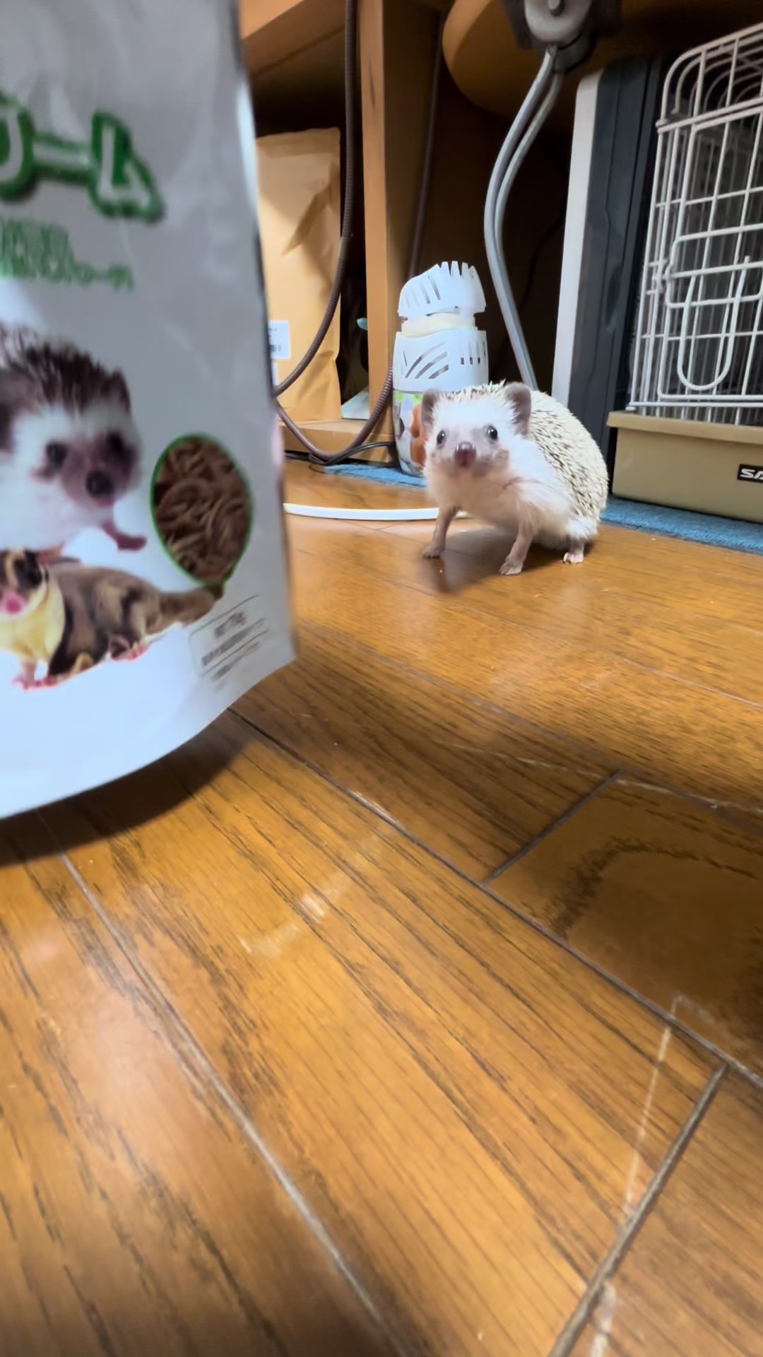 @我が家のハリネズミ🦔