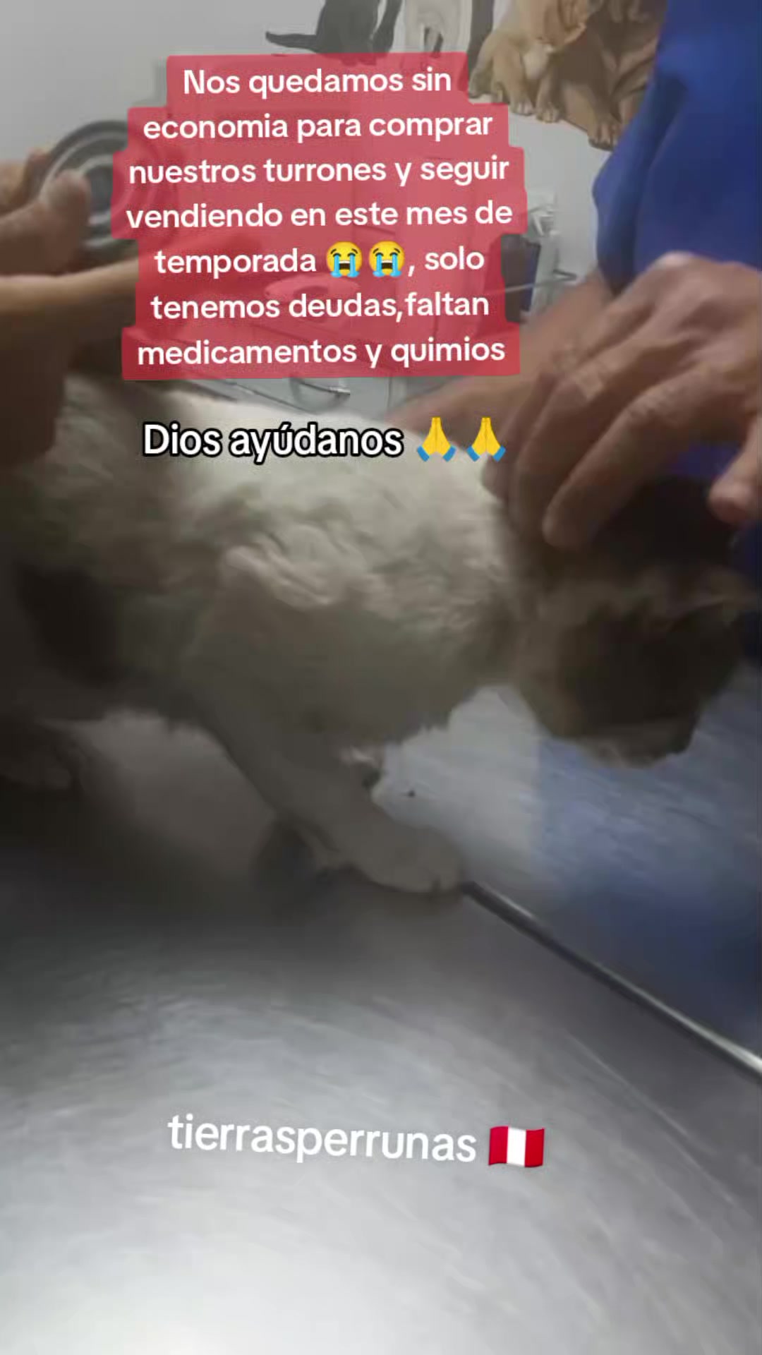 @Asociación T.Perrunas🐕🐈🇵🇪