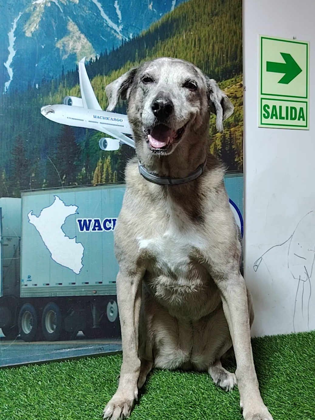 @WACHICARGO Pets