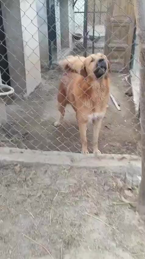 @Kashmiri_Bakrwal_Dog