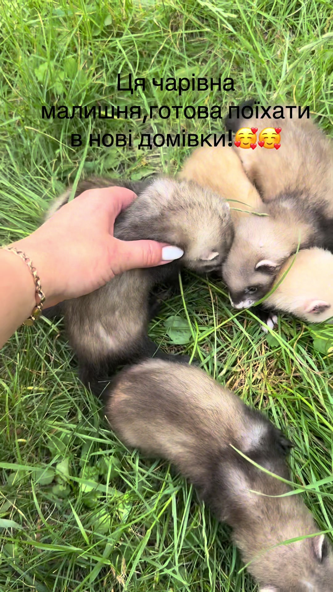@🦦 Хорьки Київ 🇺🇦