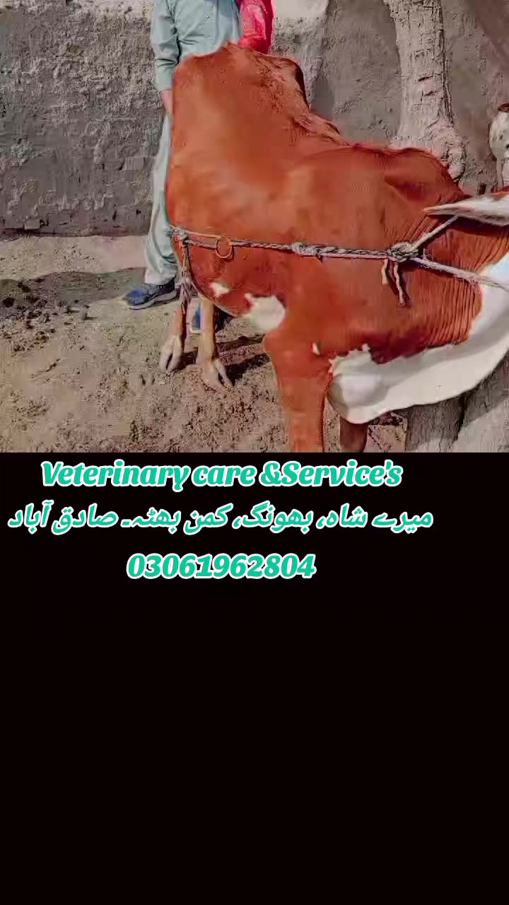 @ویٹرنری کیئر اینڈ سروسز