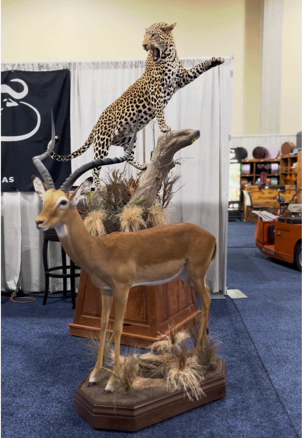 @Safari Studios