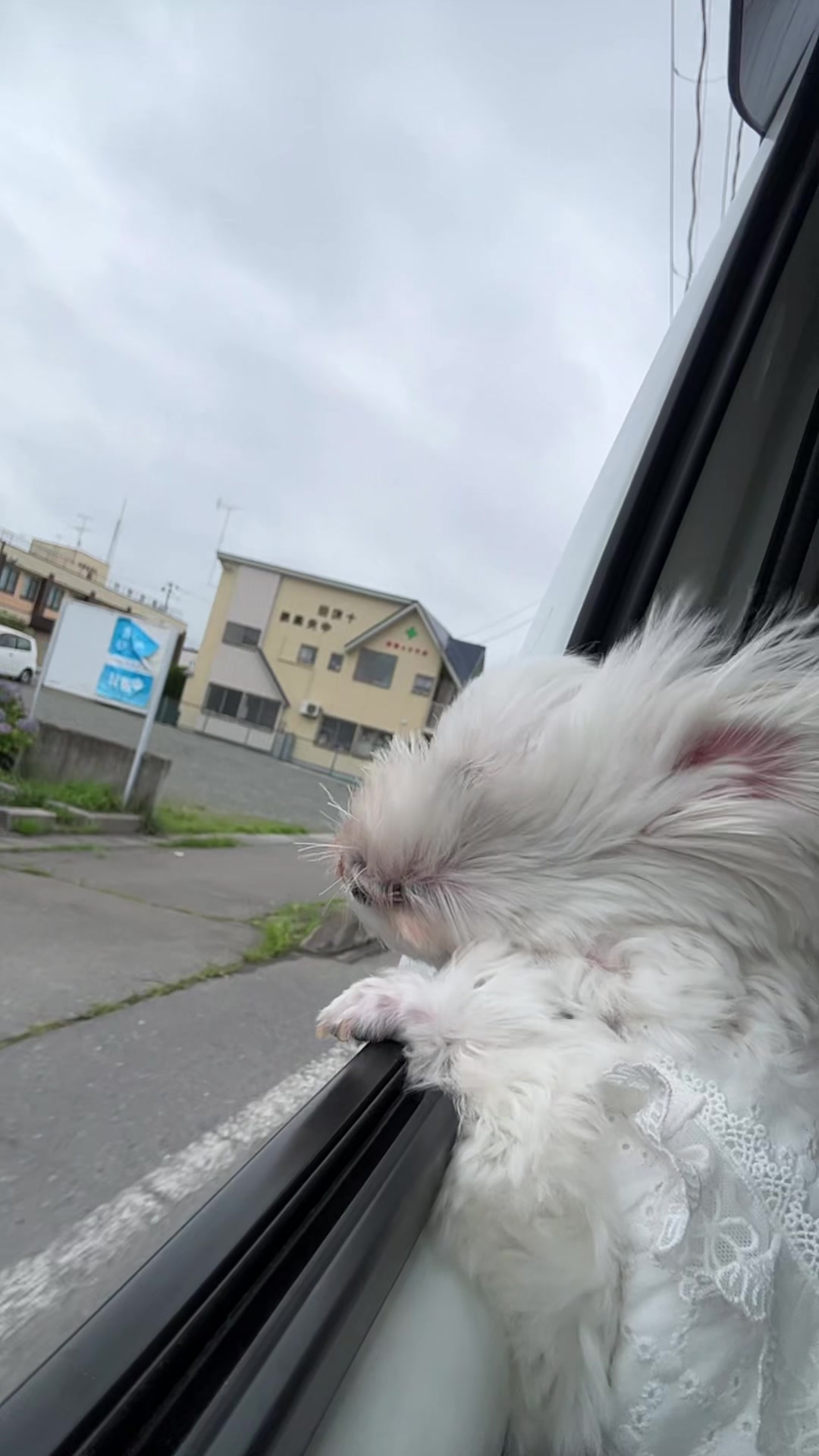 @れな👩うさ🐰メル🐶