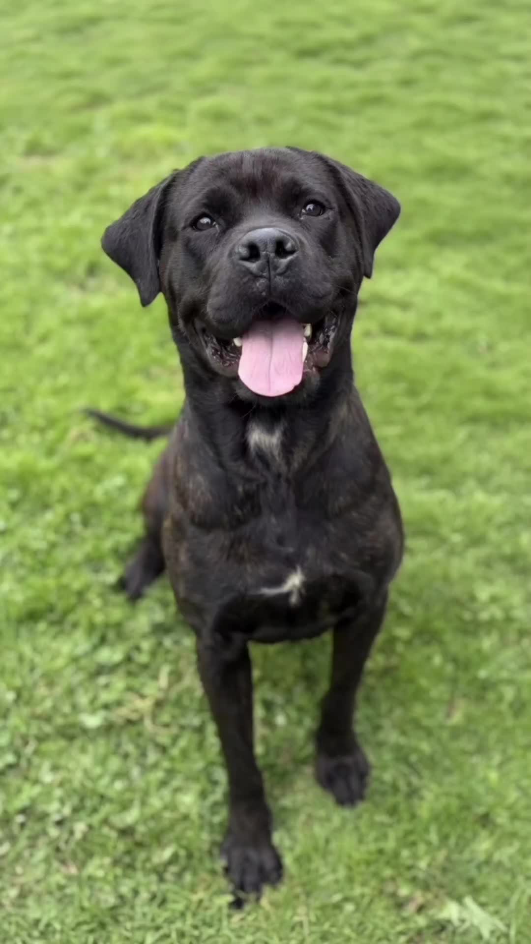 @Saving Mastiffs