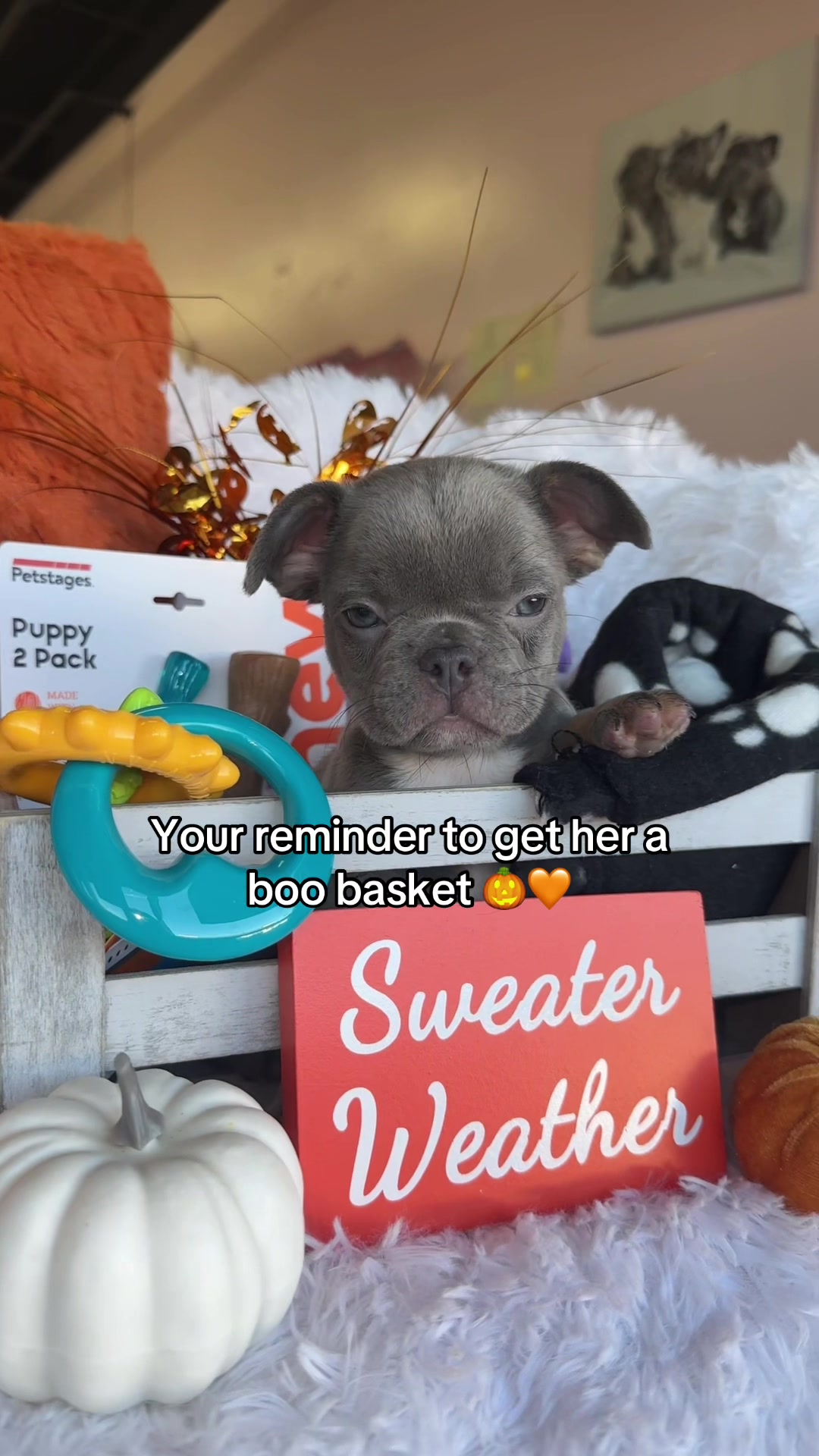 @Furry Babies