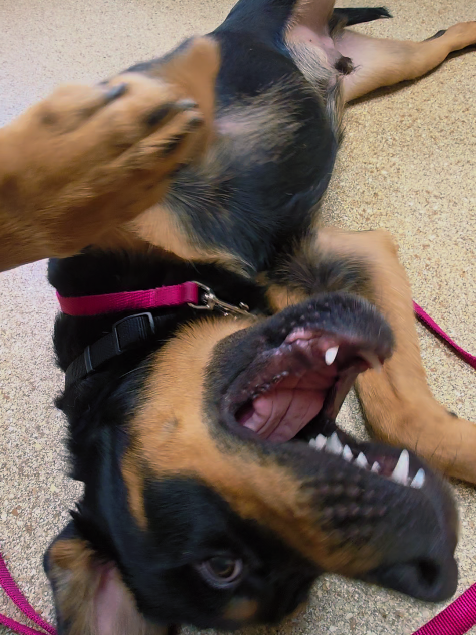 @Canine Wonders Training