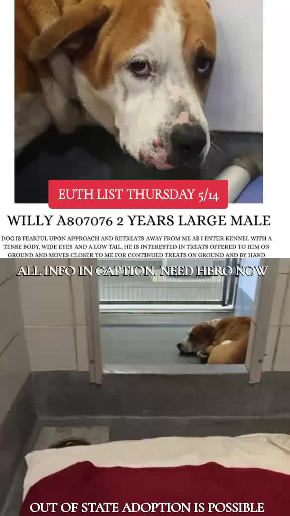 @@rescuedogs911