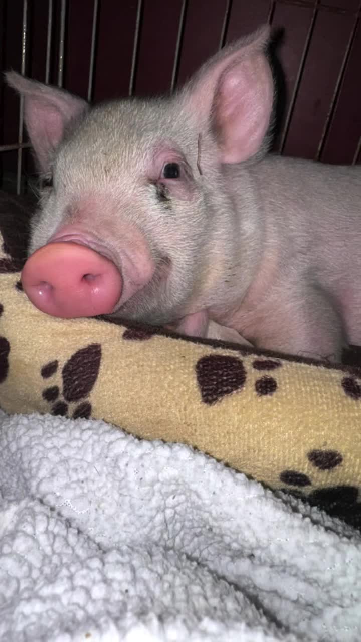 @Hidden Acres Animal Sanctuary