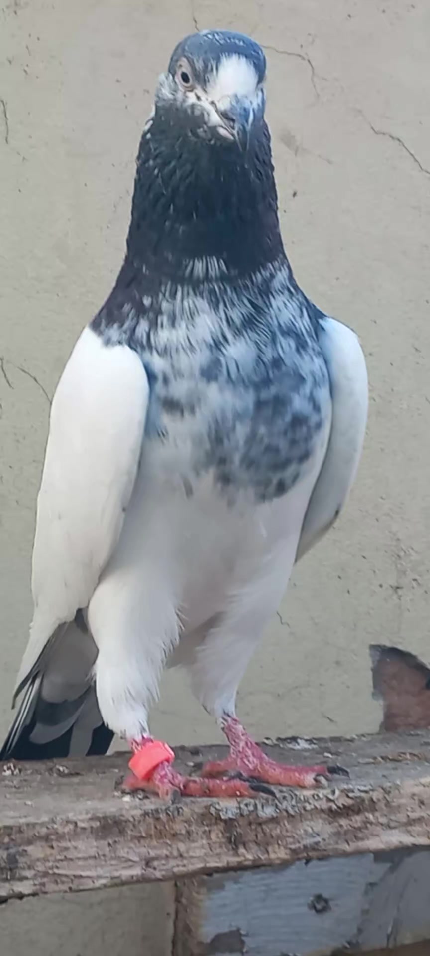 @Ranakasuripigeon