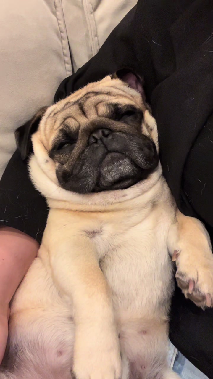 @pugSofyHarry