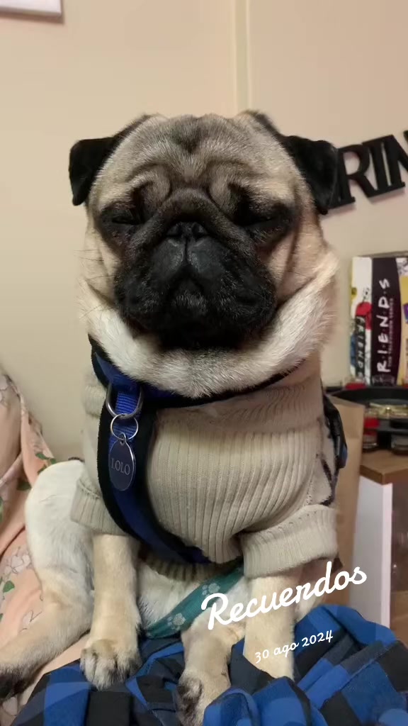 @Lolito pug carlino