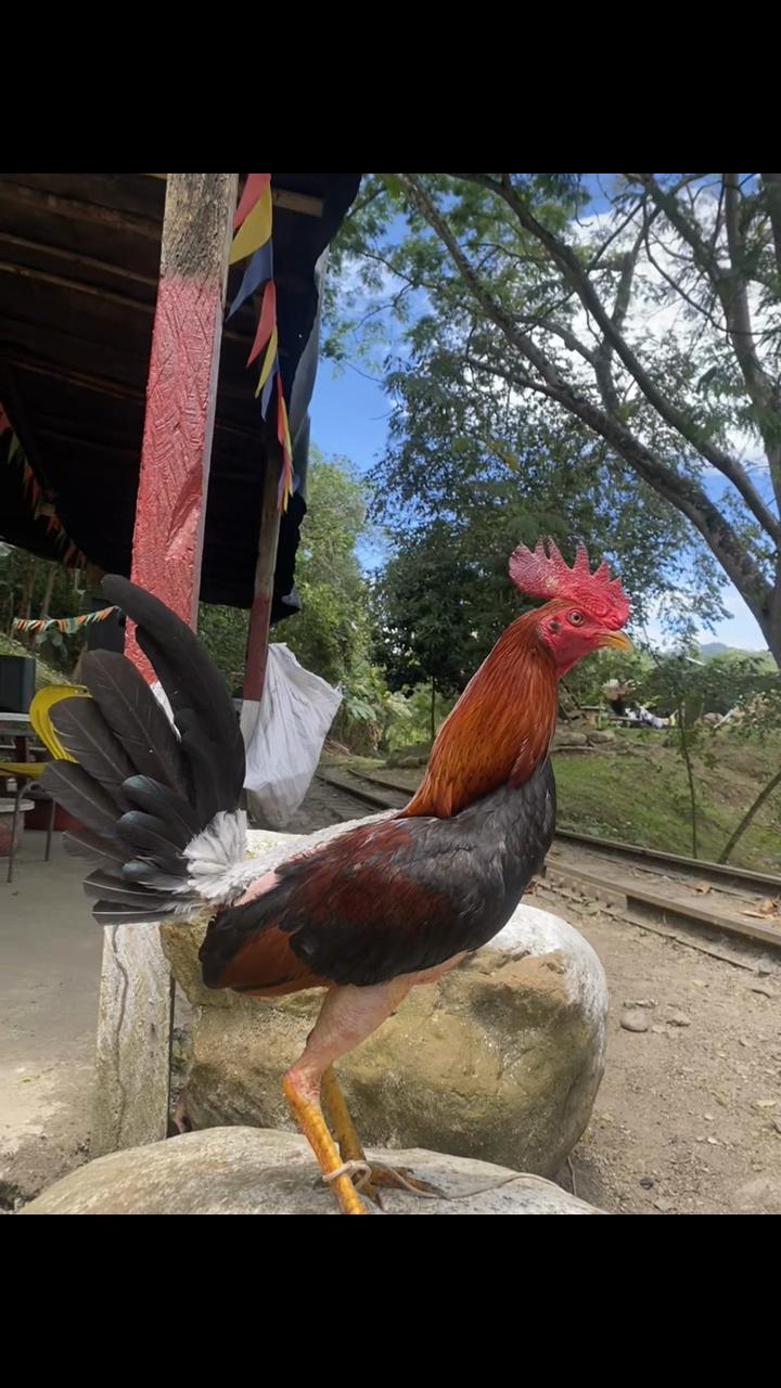 @Felipe Niño